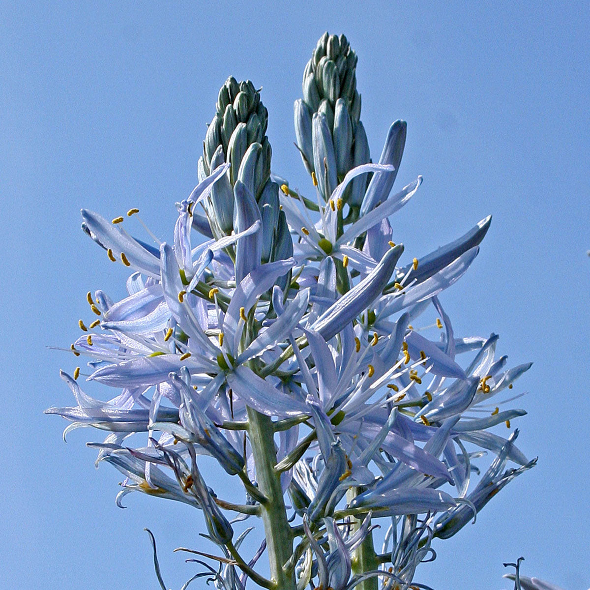 Camassia