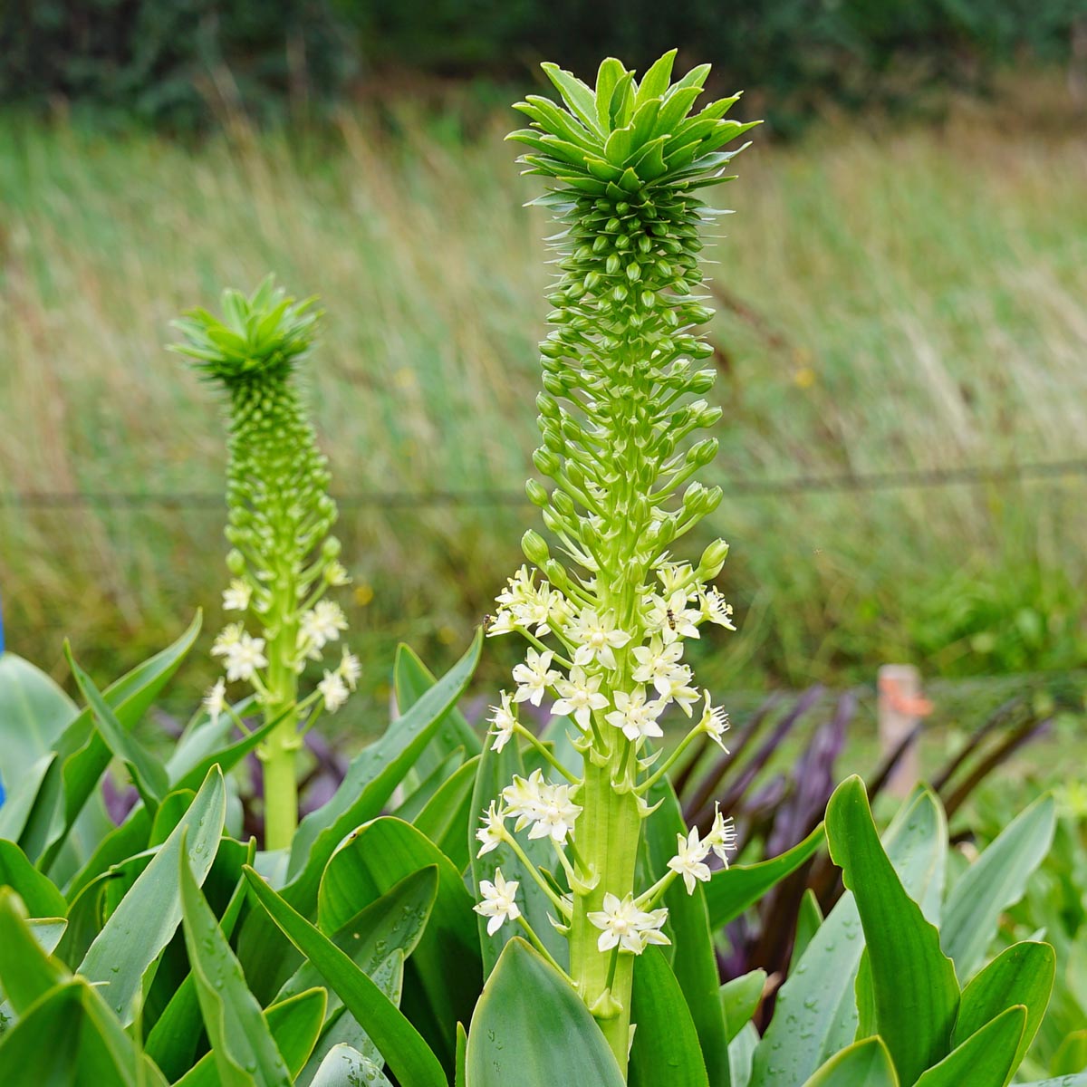 Eucomis