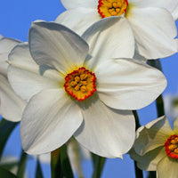 Narcissen