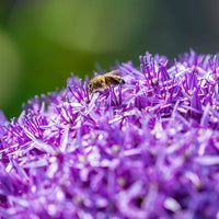 Bloembollen voor bijen en insecten