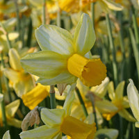 Fluwel Special Narcissus