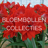 Nieuw: Bloembollen collecties!