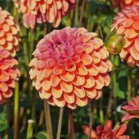 Dahlia's