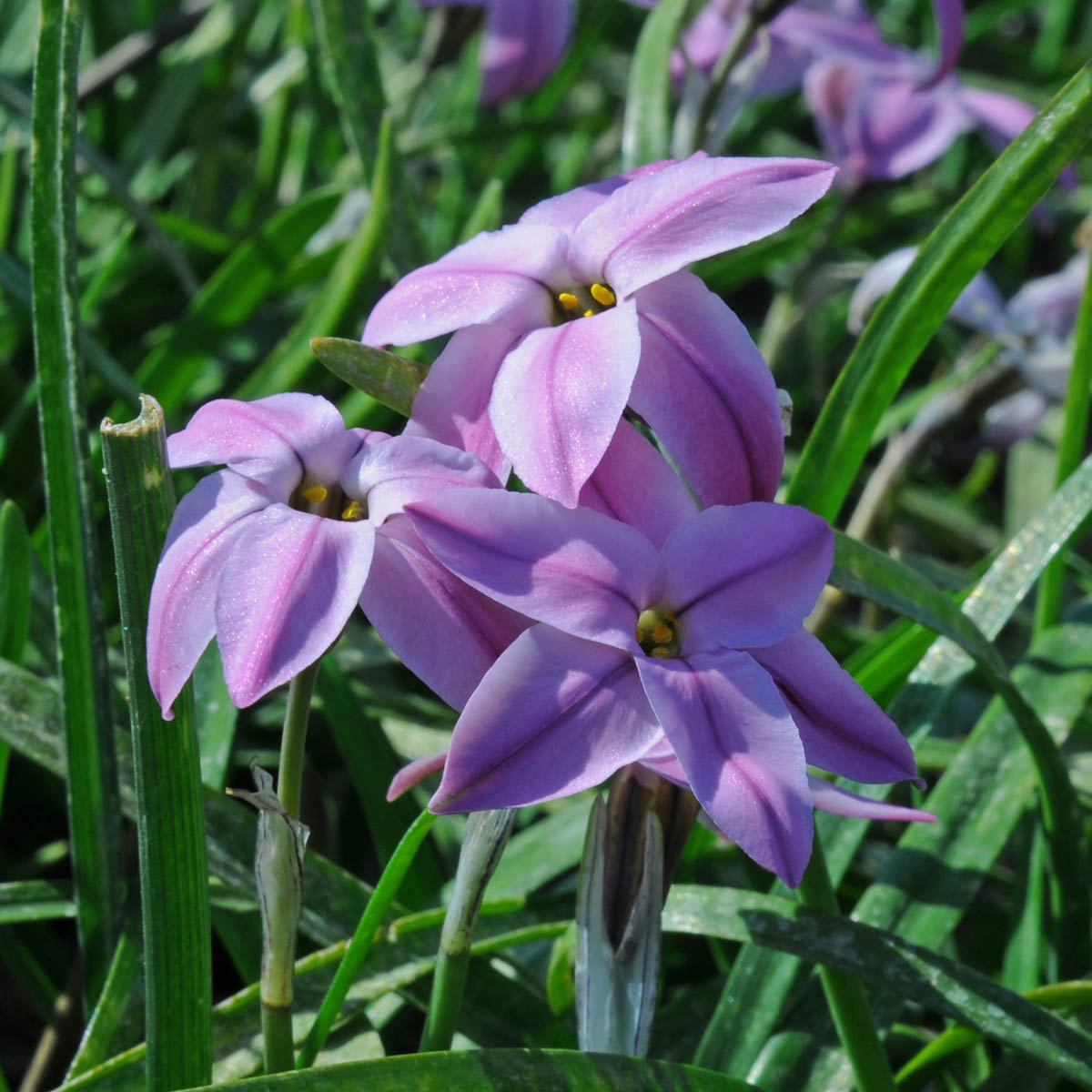 Ipheion