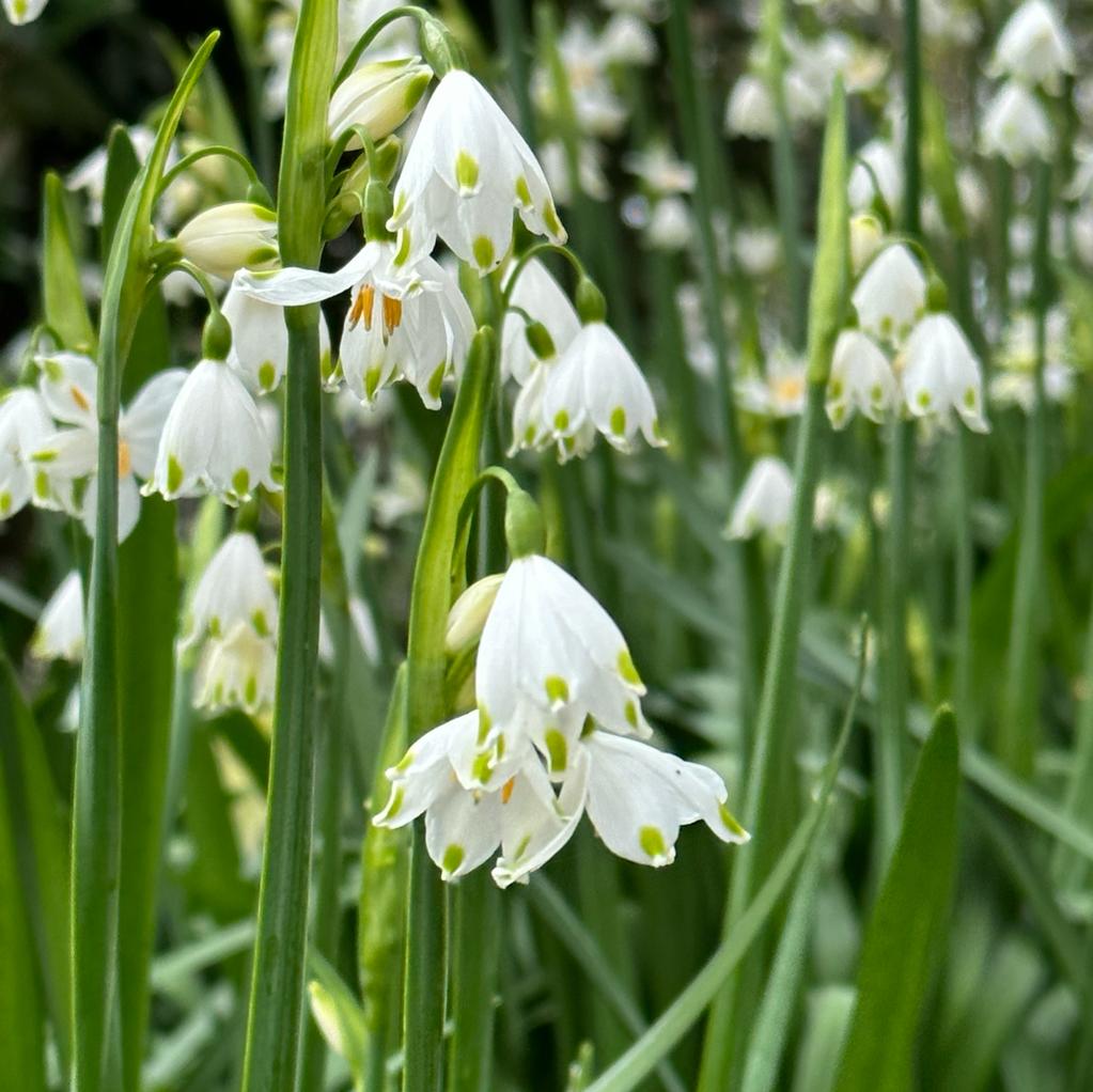 Leucojum