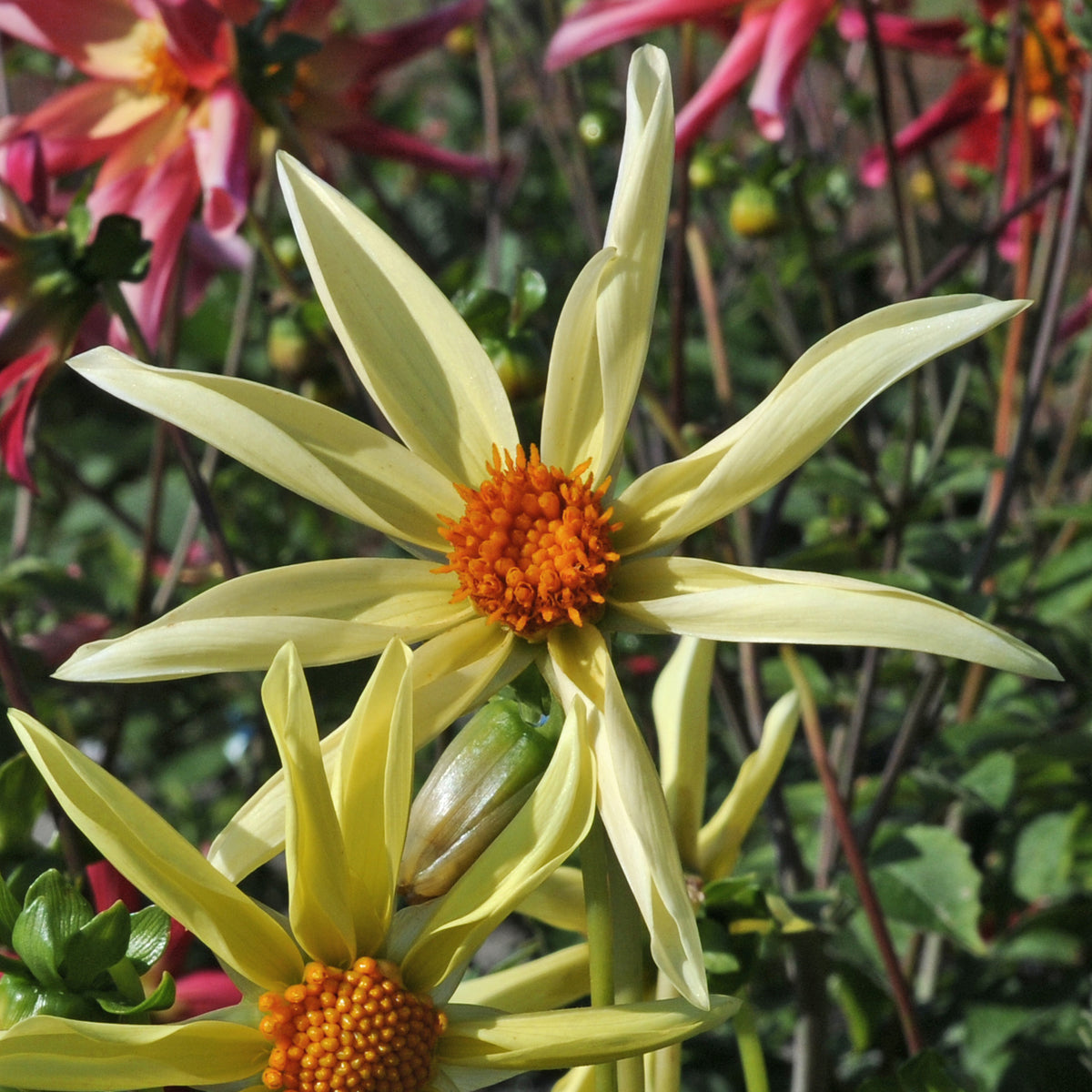 Dahlia Honka Mix