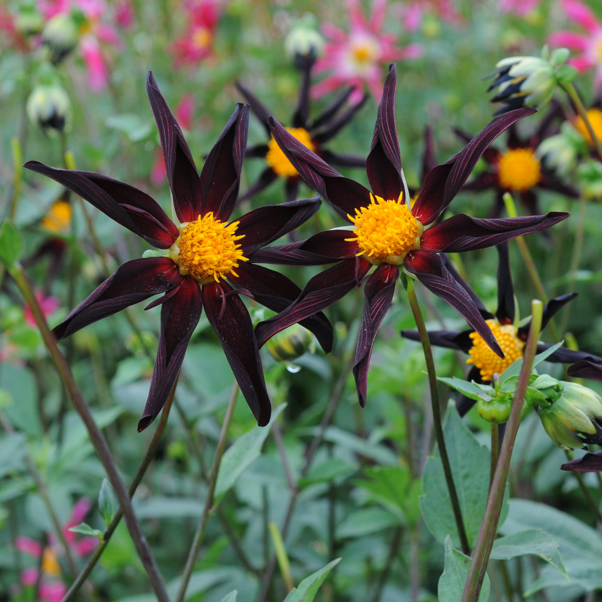 Dahlia Honka Mix