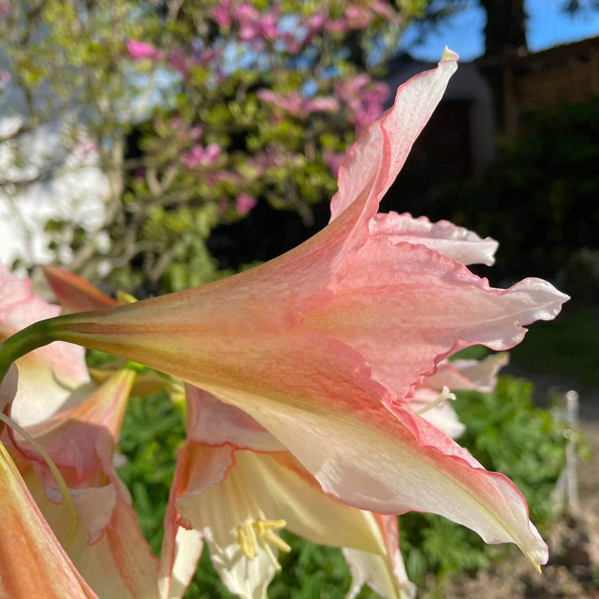 Amaryllis Tinkerbell