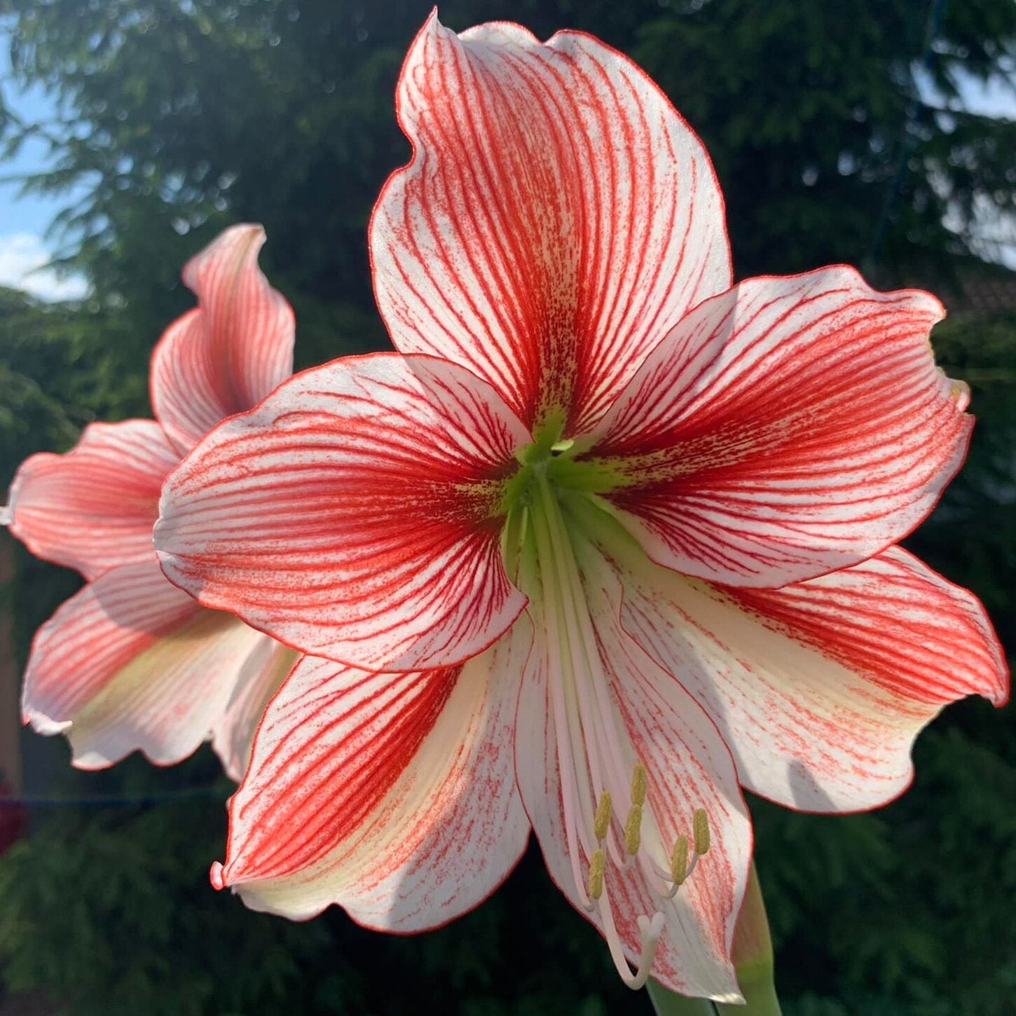 Amaryllis Glee