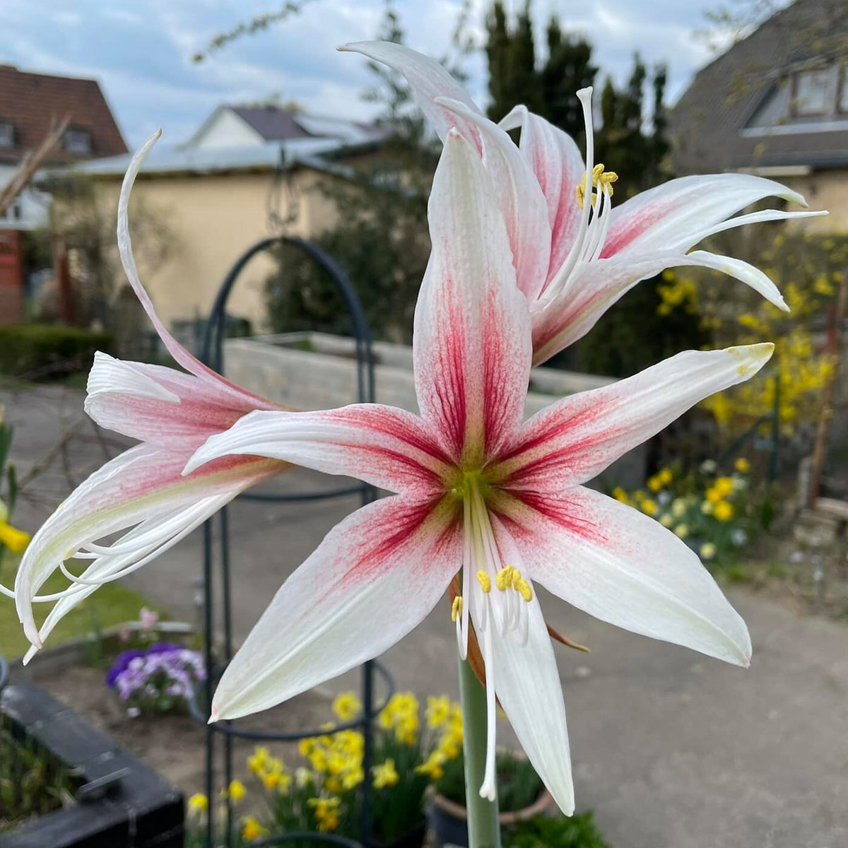 Amaryllis Sweet Lilian