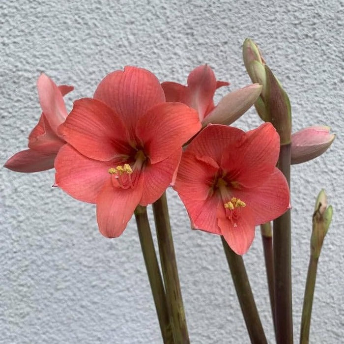 Amaryllis Pink Garden