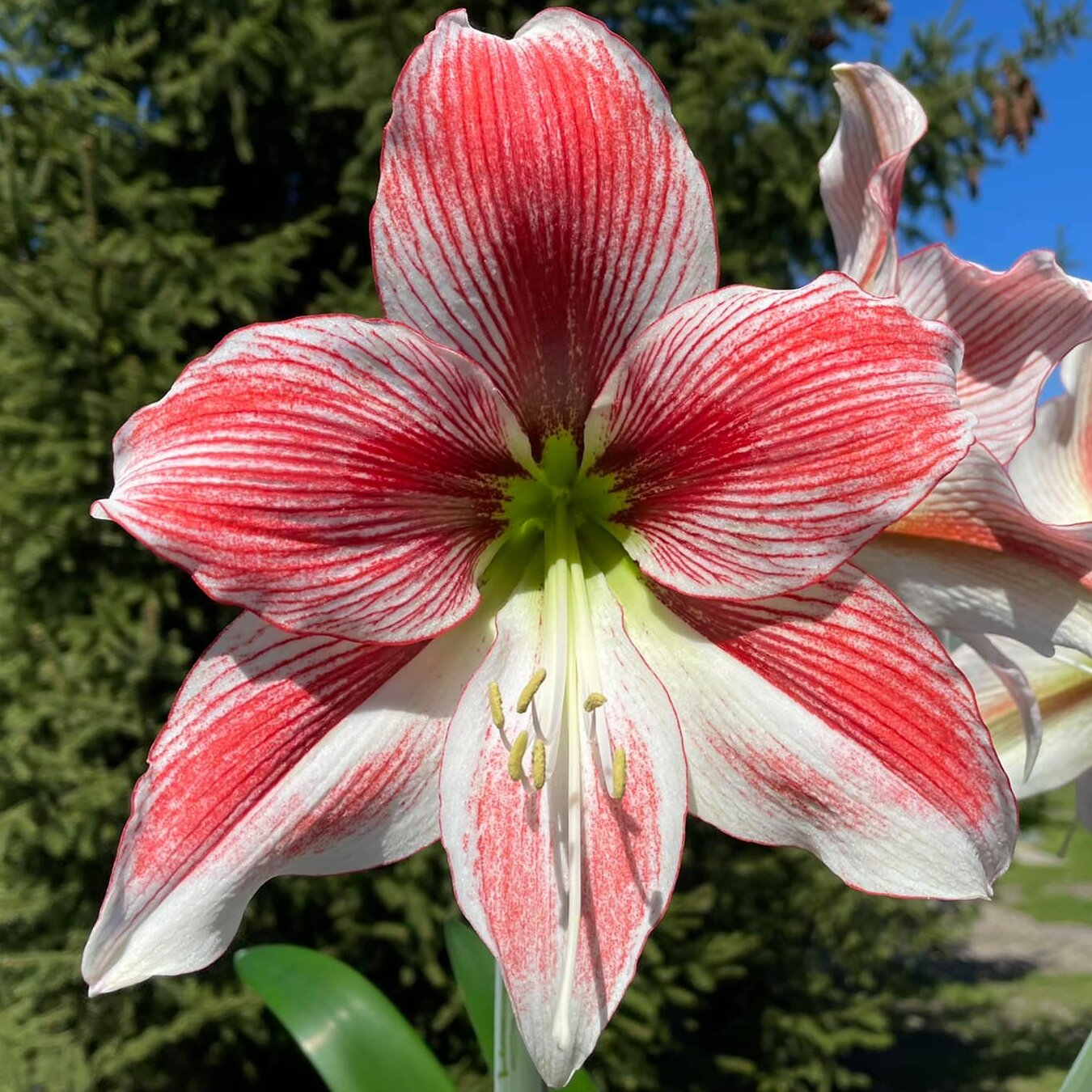 Amaryllis Glee