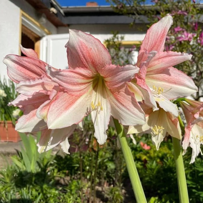 Amaryllis Tinkerbell