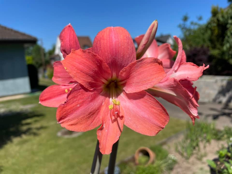 Amaryllis Pink Garden