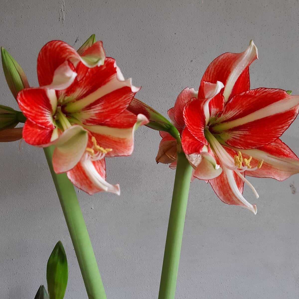 Amaryllis Sphinx