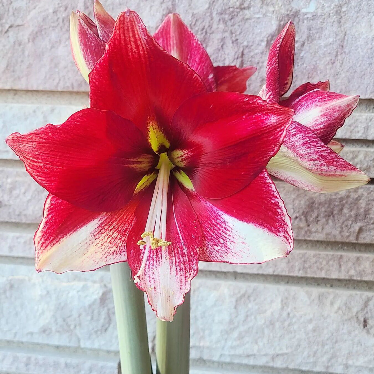 Amaryllis American Dream