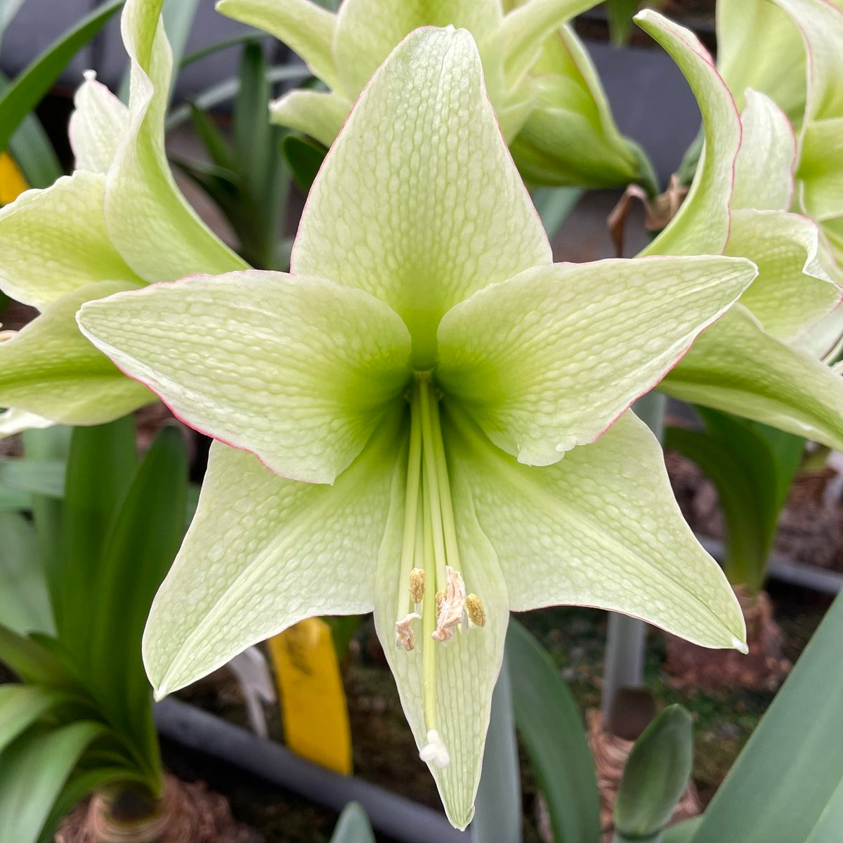 Amaryllis Lime Flare