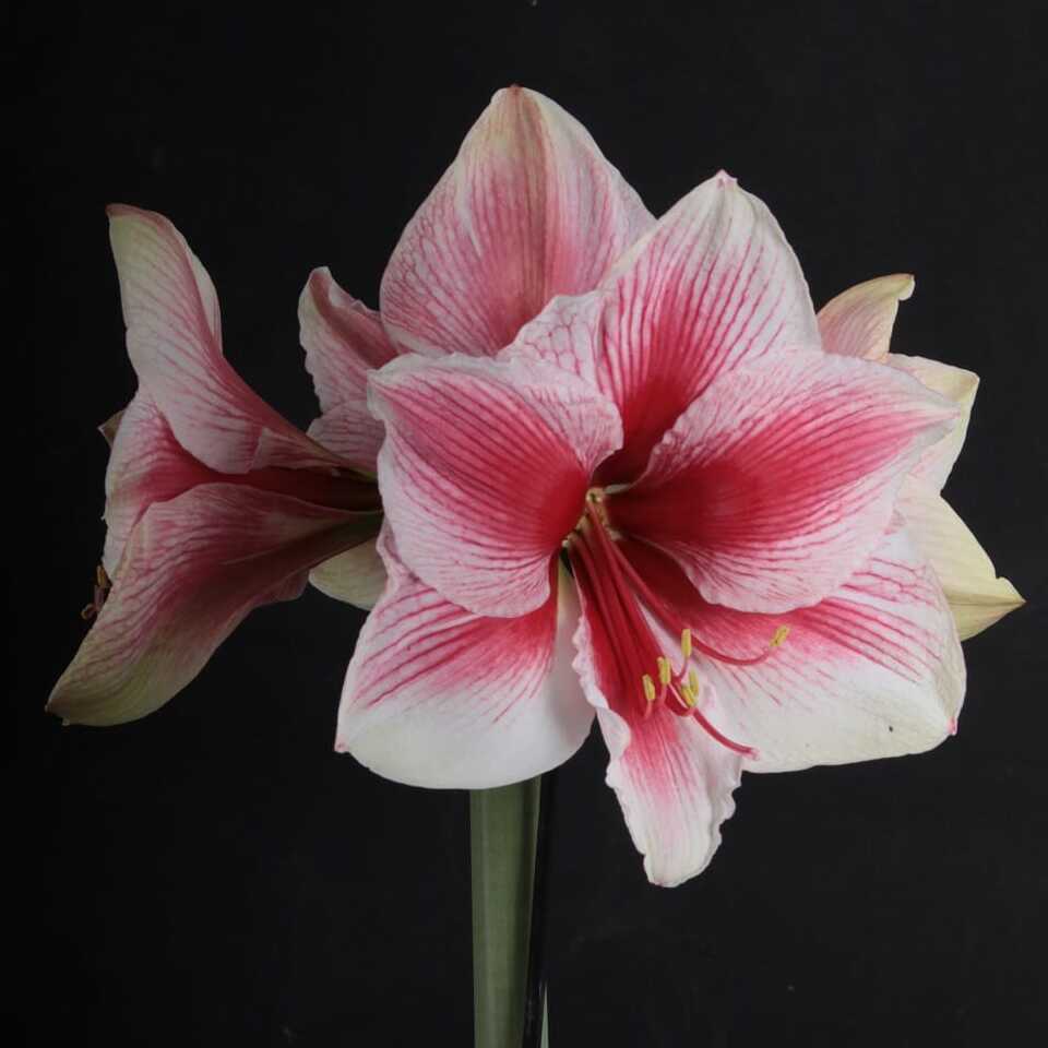 Amaryllis Pink Beauty