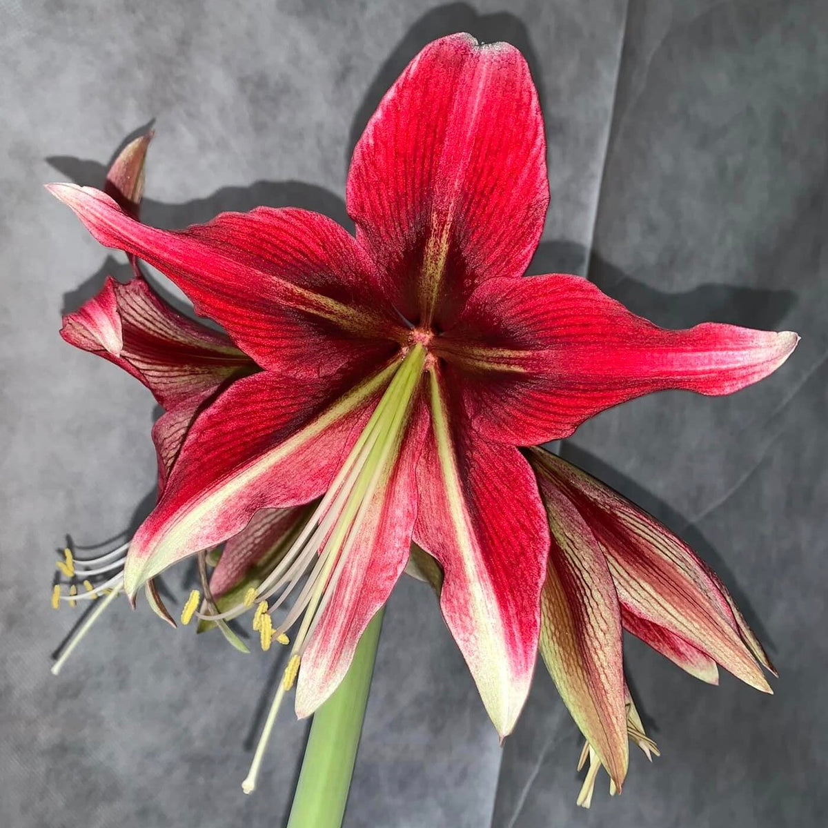 Amaryllis Ruby Star