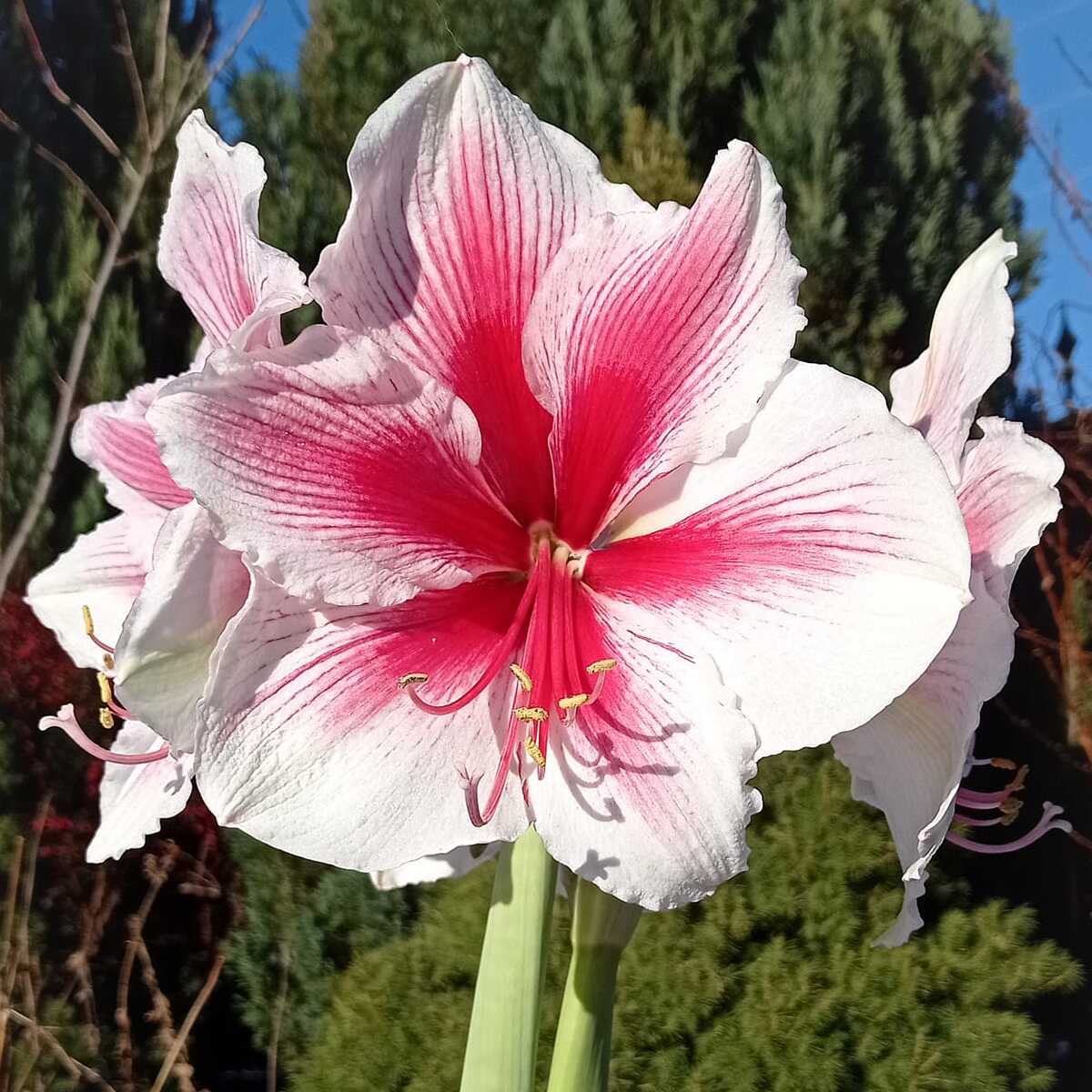 Amaryllis Pink Beauty