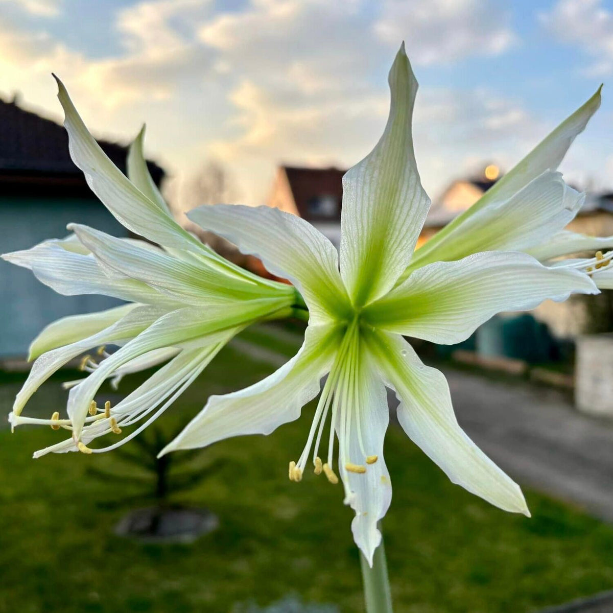 Amaryllis White Nile