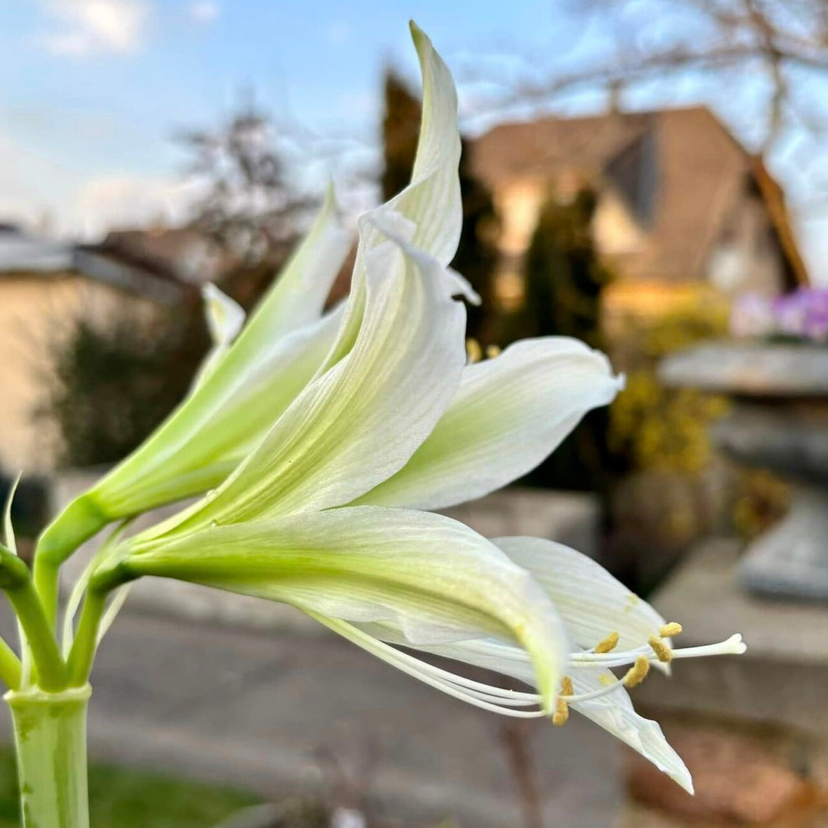 Amaryllis White Nile