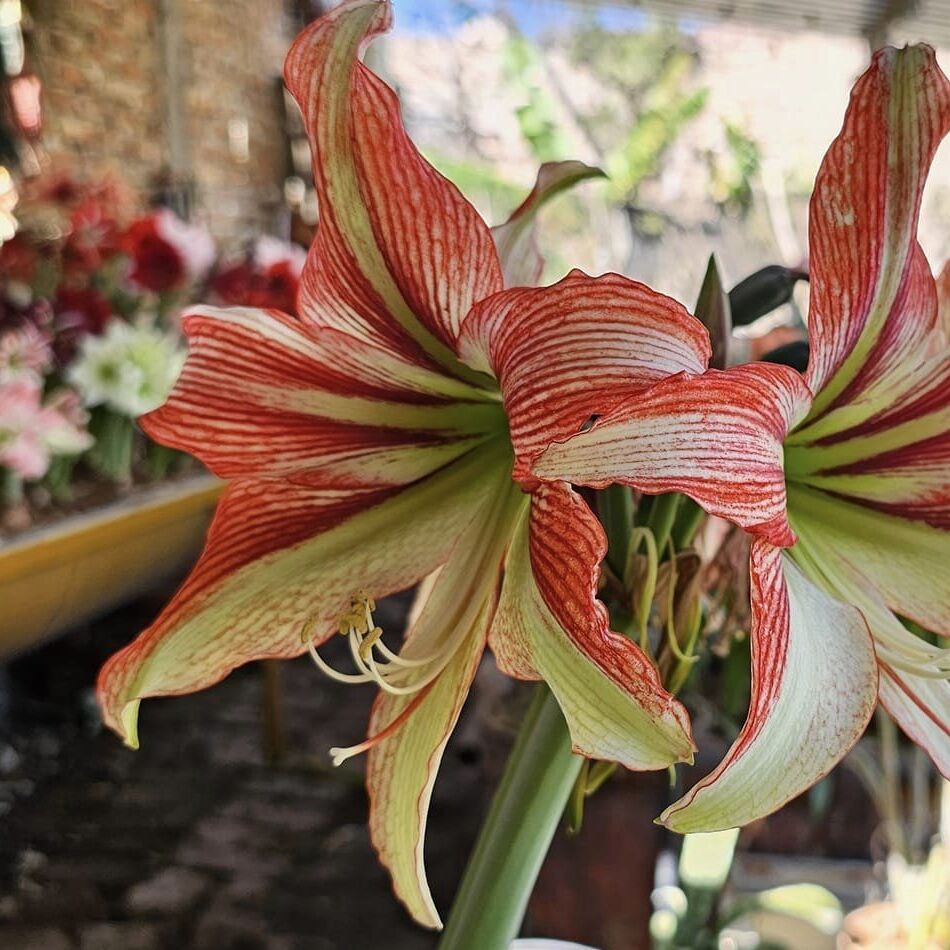 Amaryllis Happy Valley