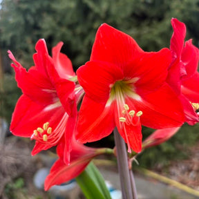 Amaryllis Happy Garden