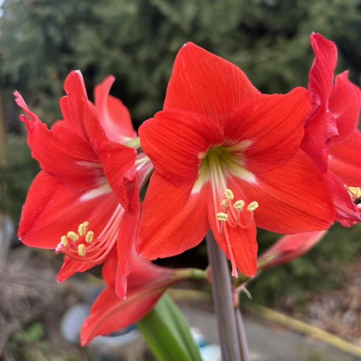 Amaryllis Happy Garden