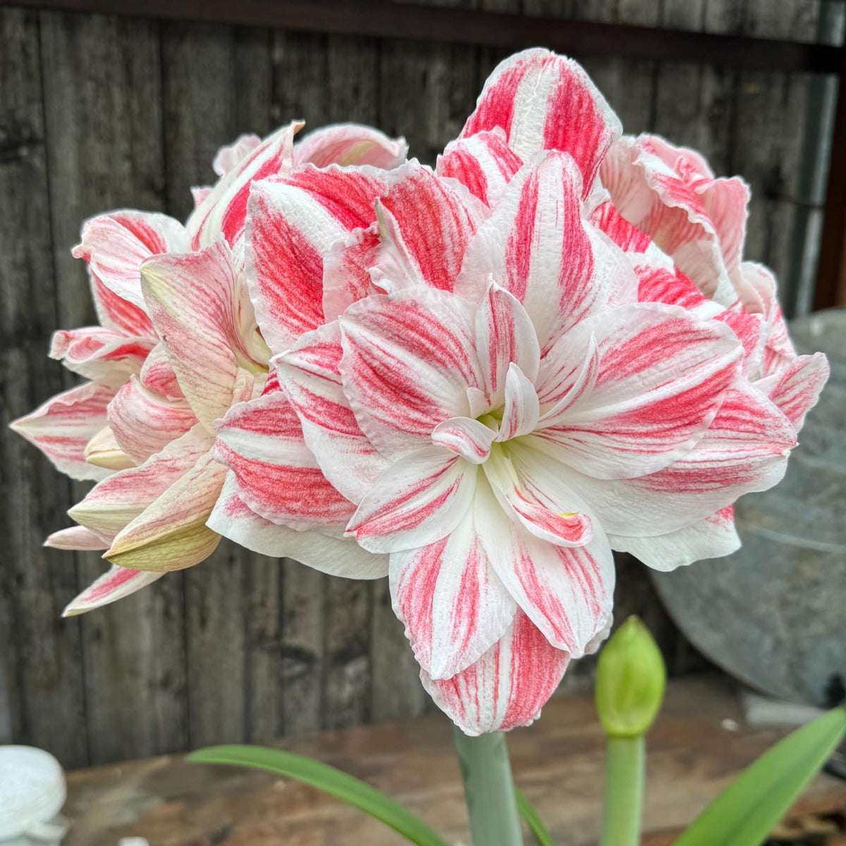 Amaryllis Amazing Belle