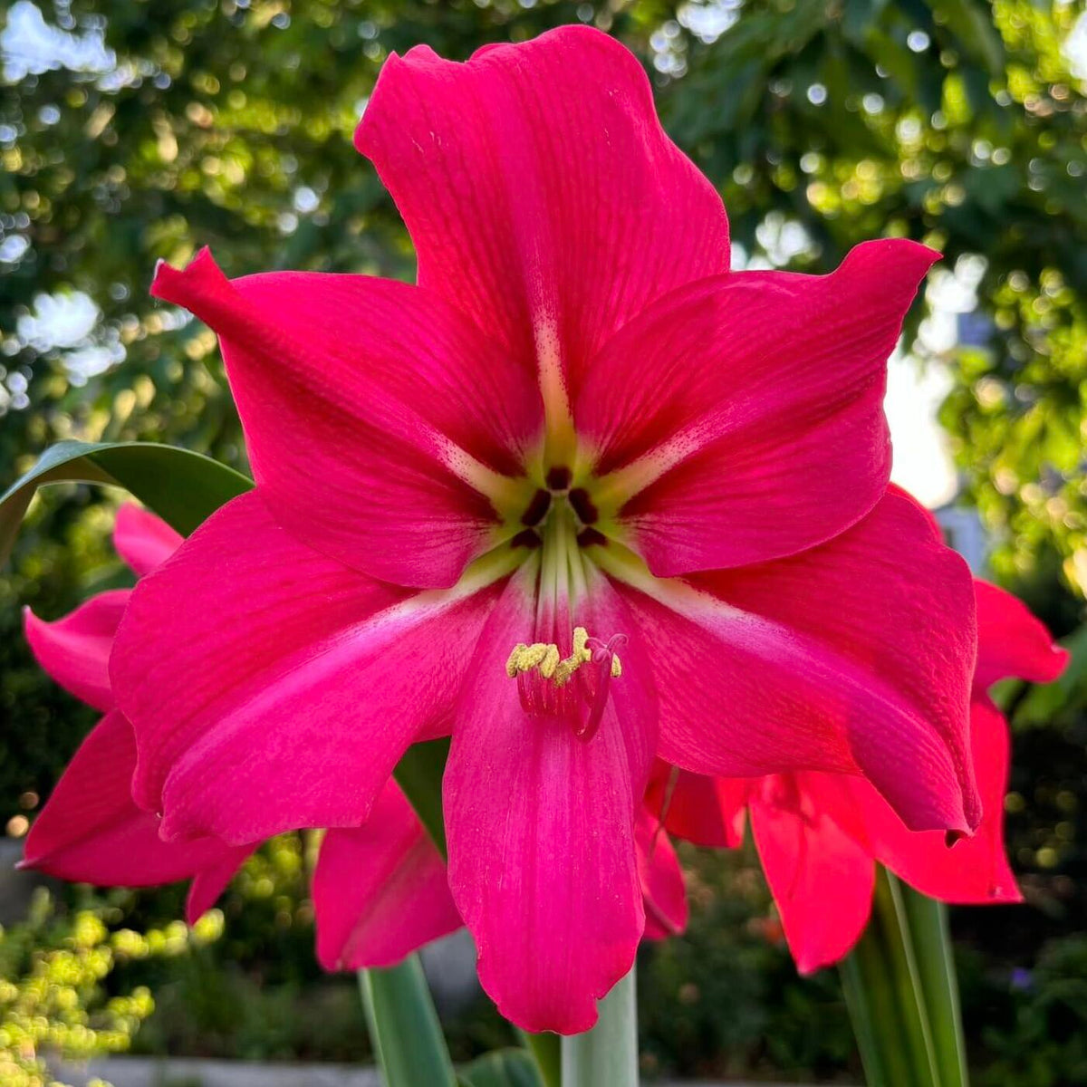 Amaryllis Pink Flush