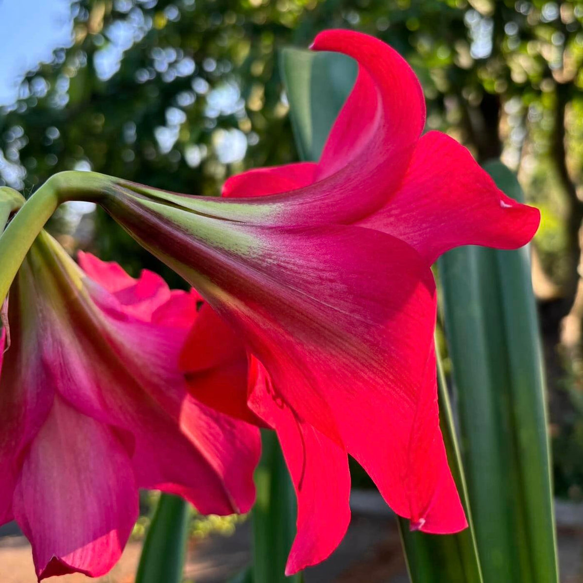 Amaryllis Pink Flush