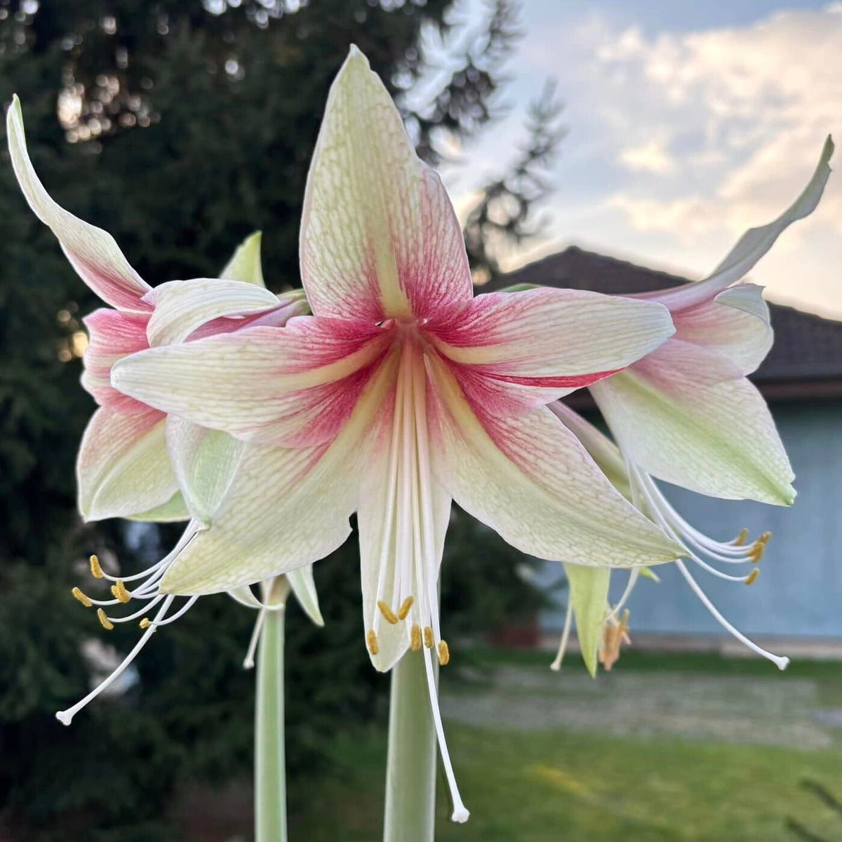 Amaryllis Dance Valley