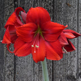 Amaryllis Red Tiger