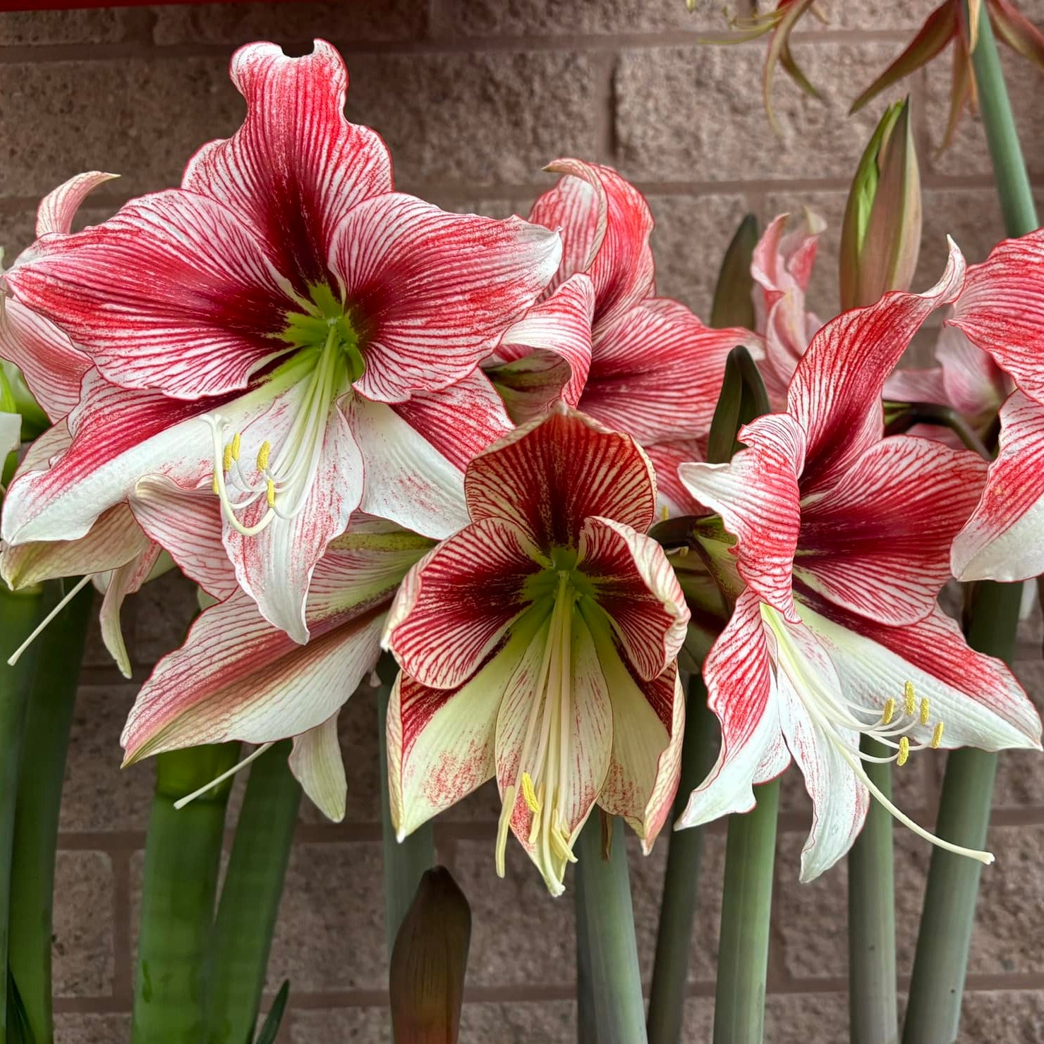 Amaryllis Glee