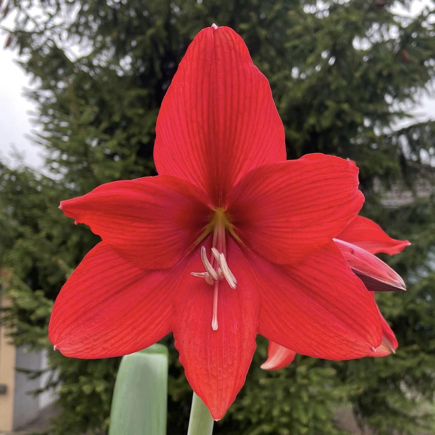 Amaryllis Red Tiger