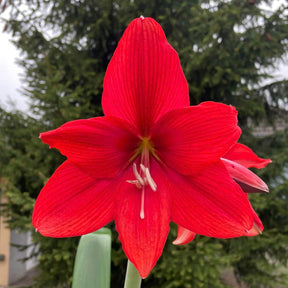 Amaryllis Red Tiger