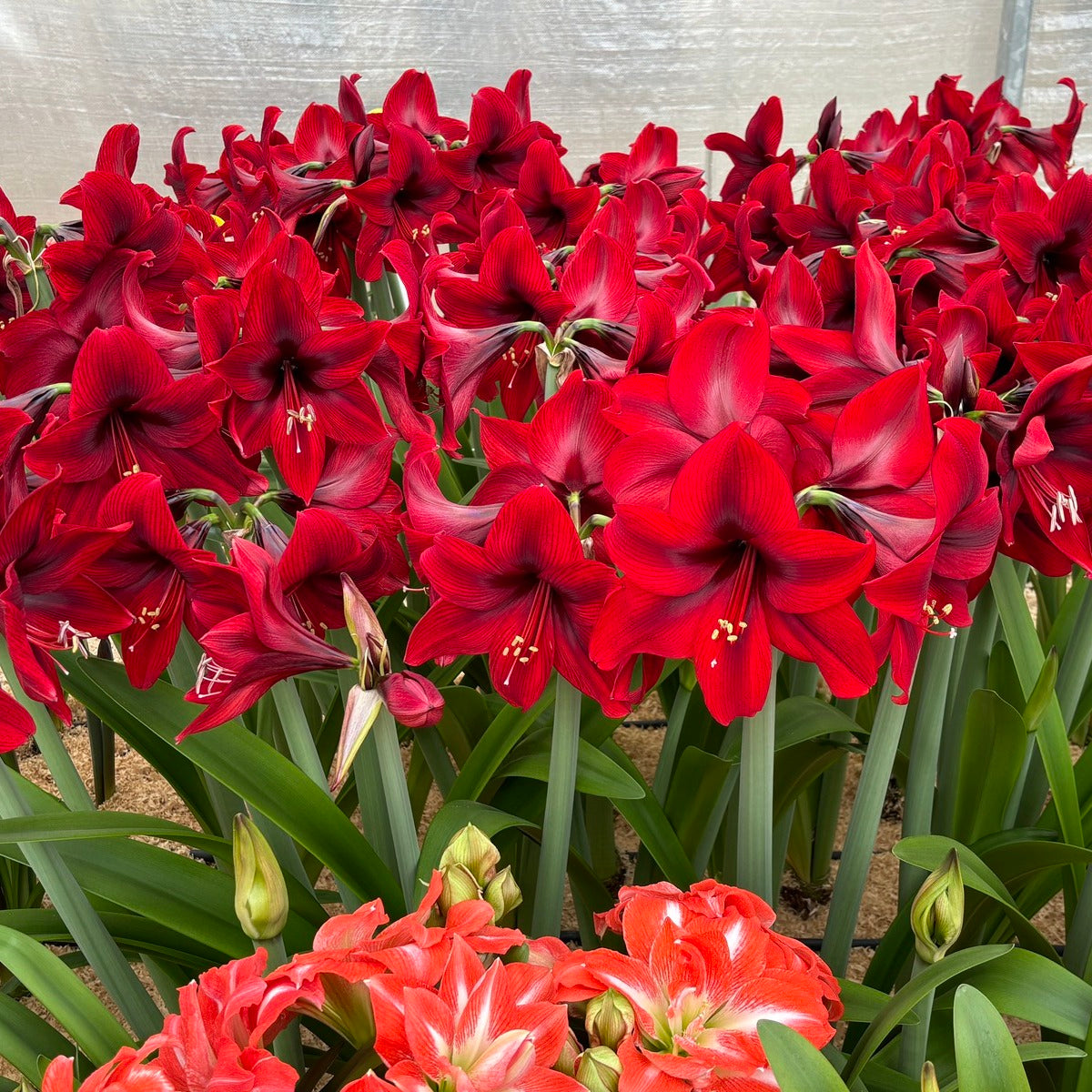 Amaryllis Supreme Romance