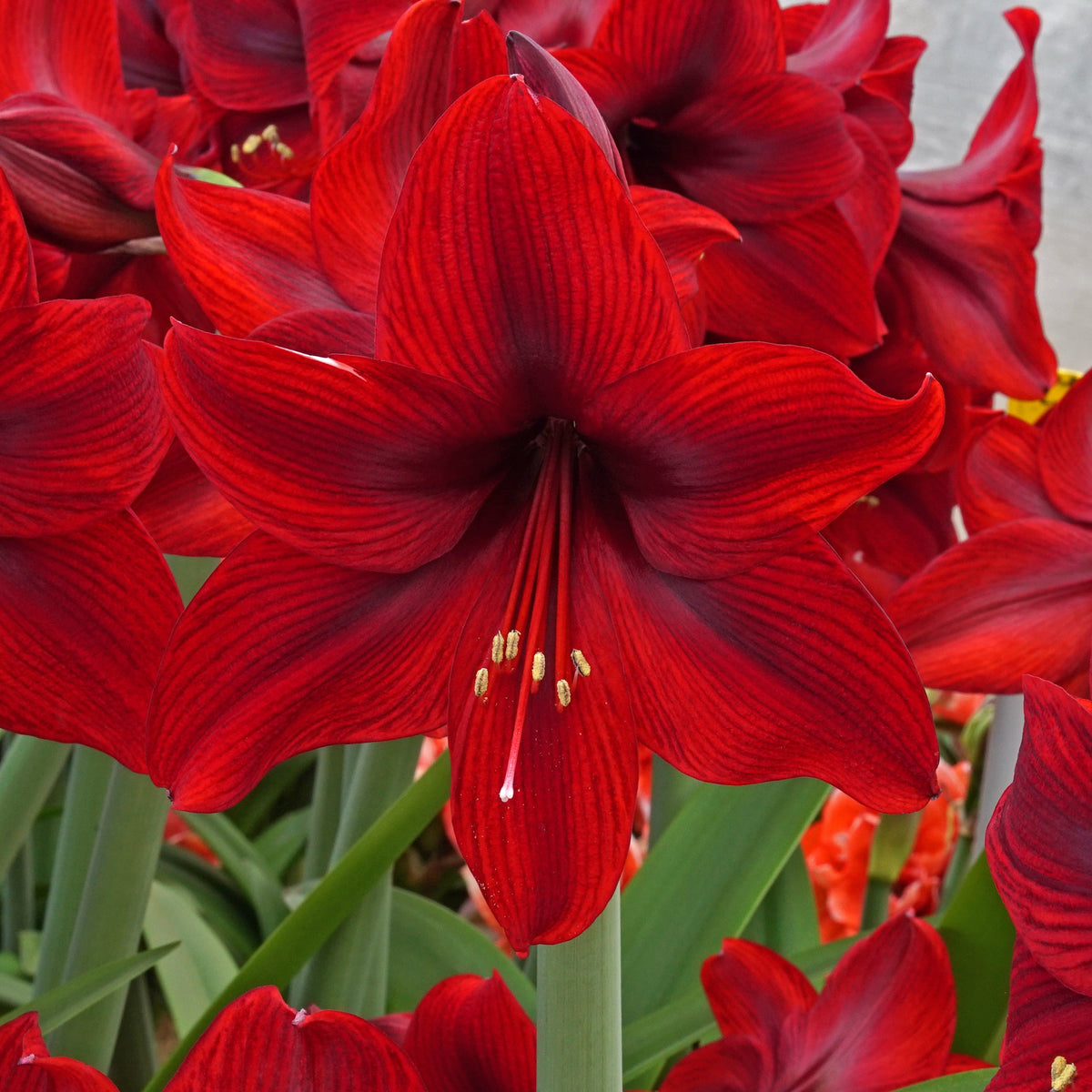 Amaryllis Supreme Romance