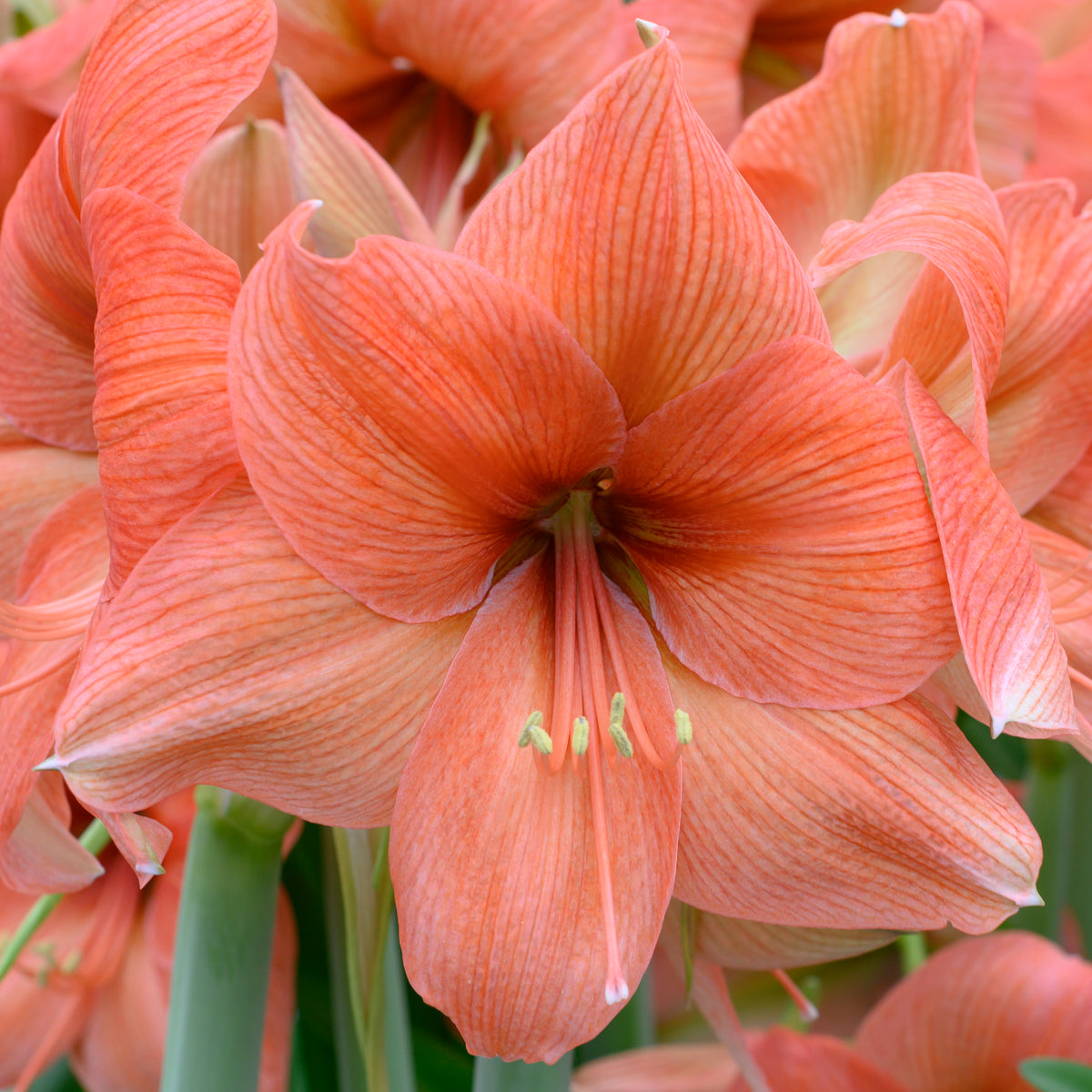 Amaryllis Rilona