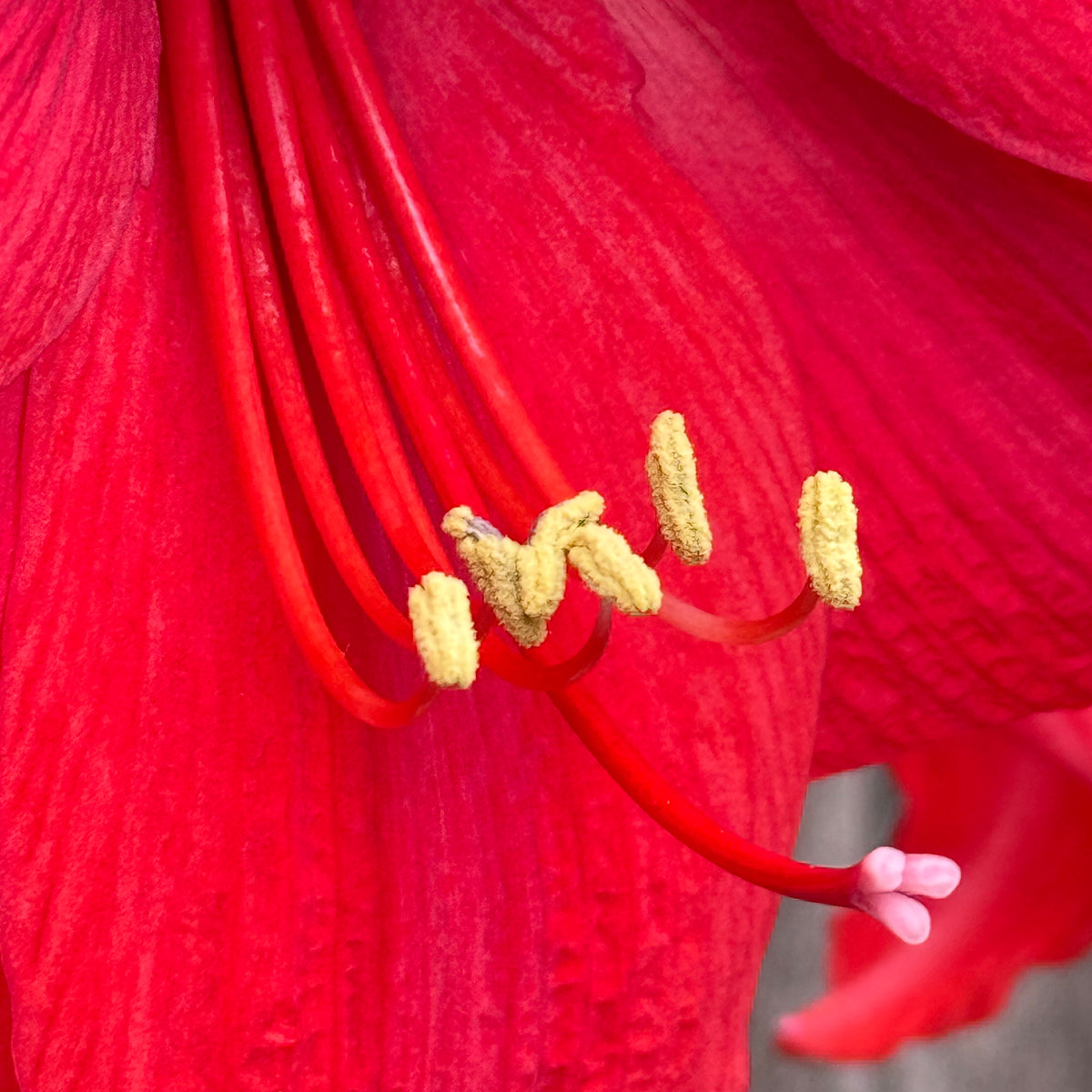 Amaryllis Vulcano