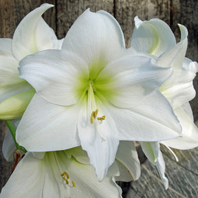 Amaryllis White Cream