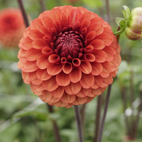 Dahlia Brown Sugar