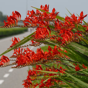 Crocosmia Lucifer