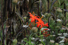 Crocosmia Lucifer