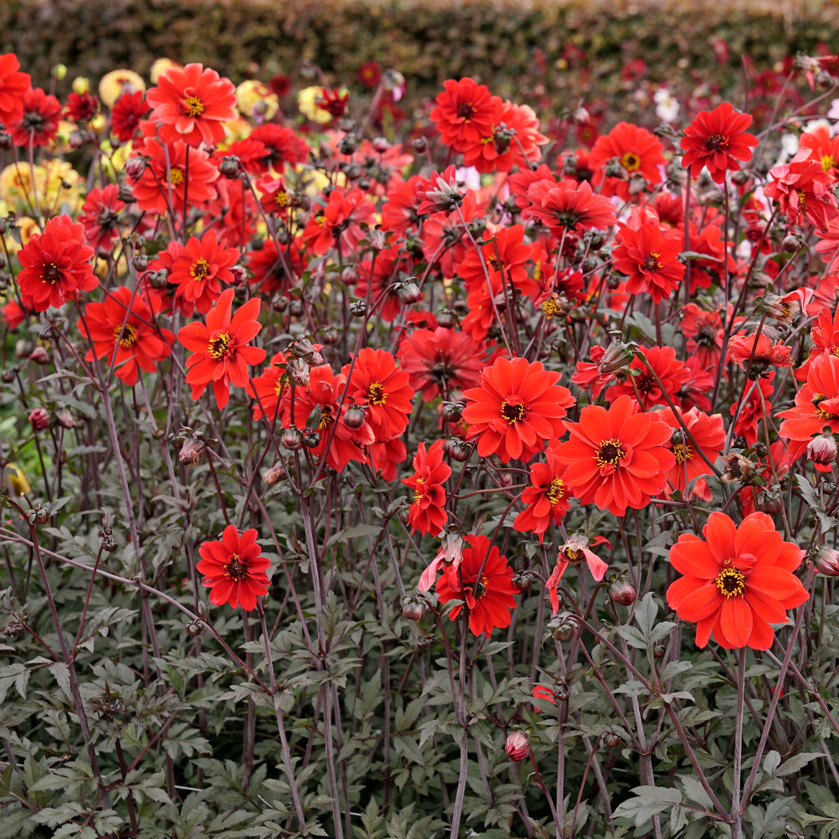 Dahlia Bishop of Llandaff