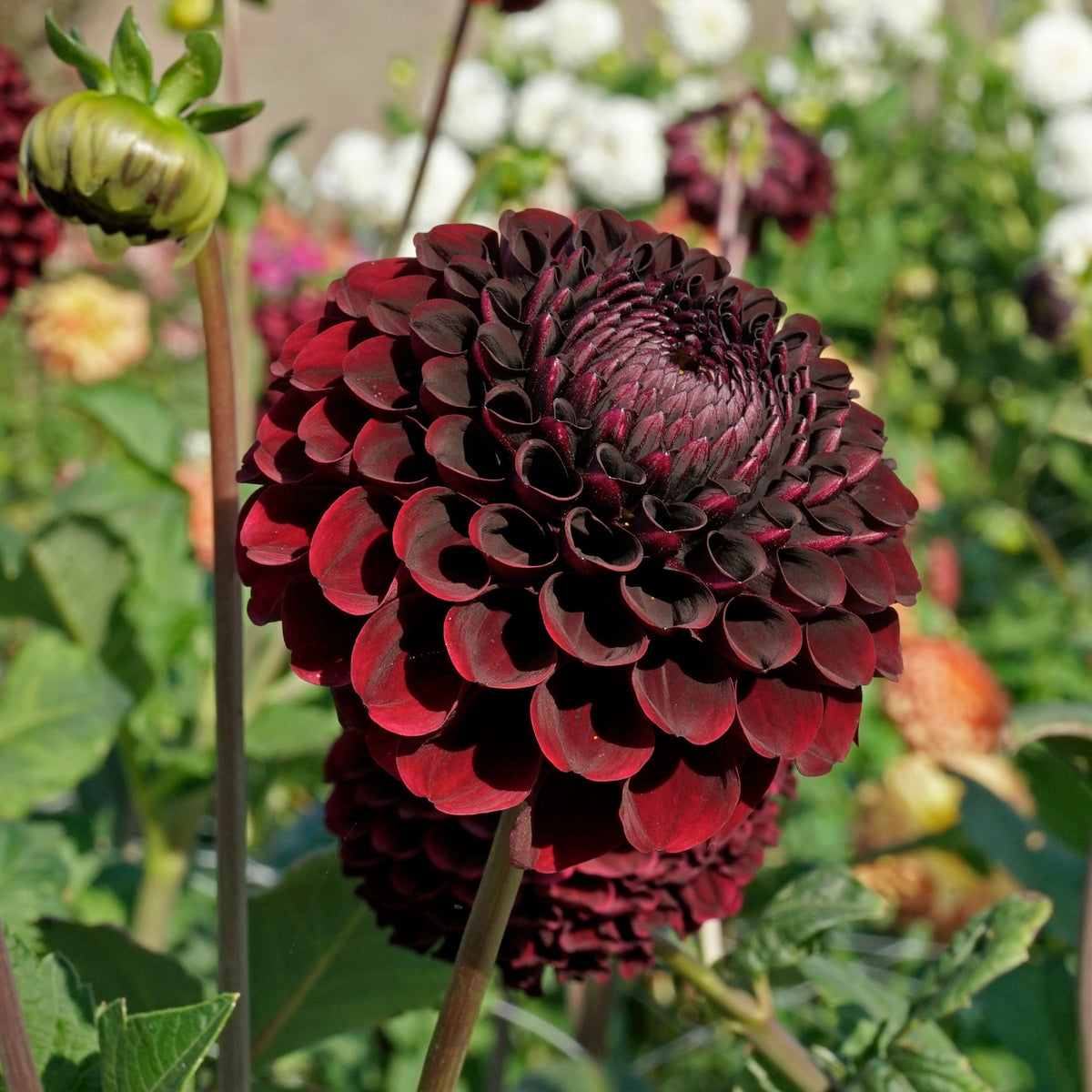 Dahlia Black Pierre