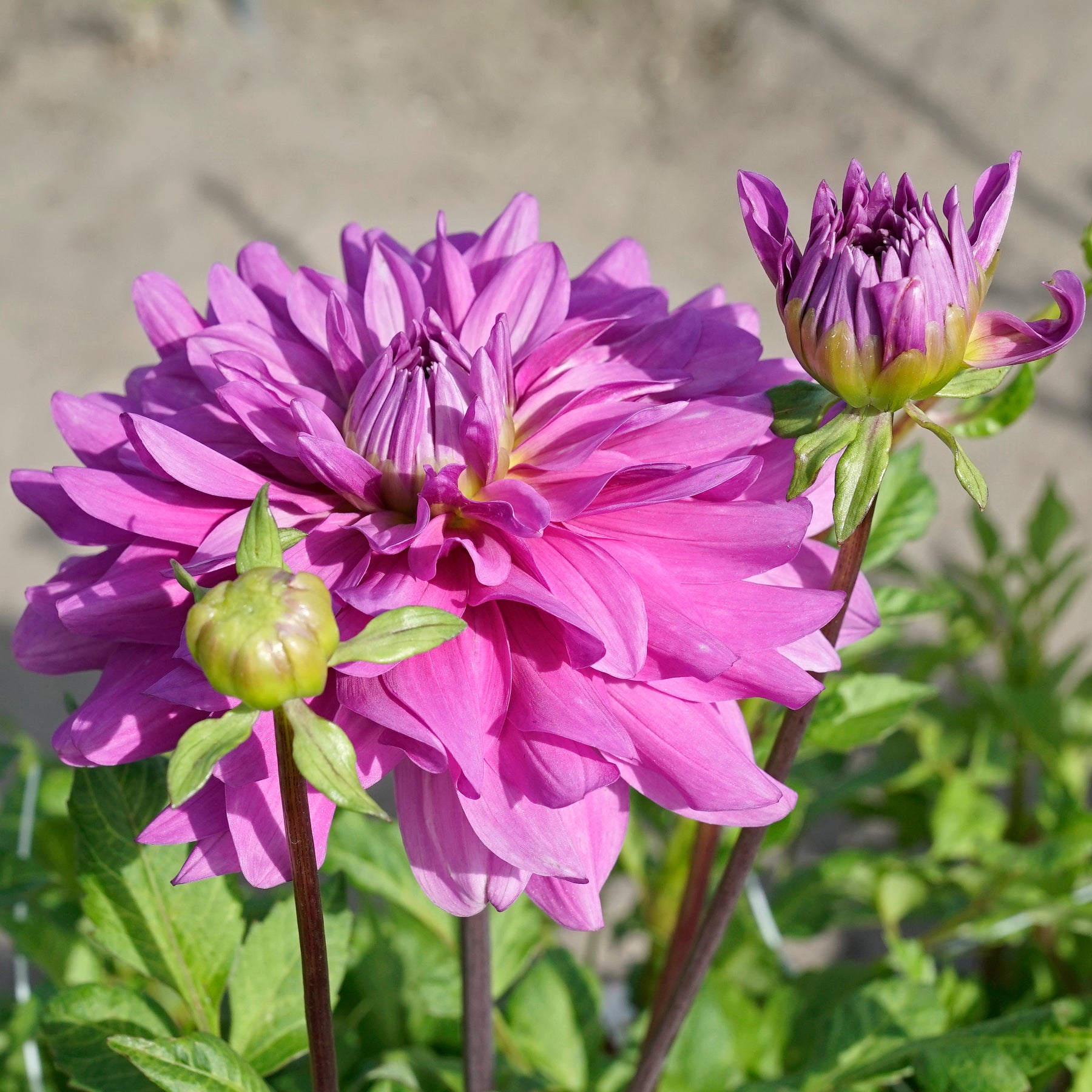 Dahlia Bluetiful