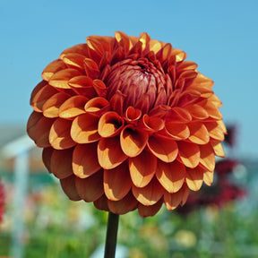 Dahlia Brown Sugar