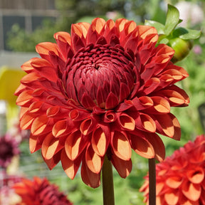 Dahlia Brown Sugar